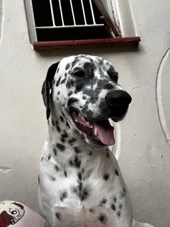 3 Purebred Dalmatian Male Puppies | Available Immediately | Perfect Christmas Puppies | Pedigree