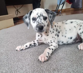 3 Purebred Dalmatian Male Puppies | Available Immediately | Perfect Christmas Puppies | Pedigree