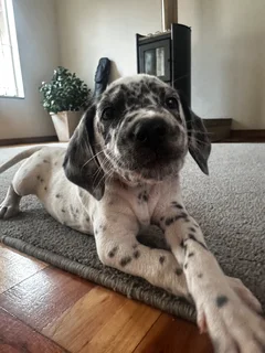 3 Purebred Dalmatian Male Puppies | Available Immediately | Perfect Christmas Puppies | Pedigree