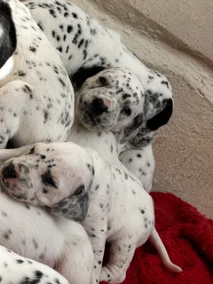3 Purebred Dalmatian Male Puppies | Available Immediately | Perfect Christmas Puppies | Pedigree