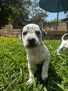 3 Purebred Dalmatian Male Puppies | Available Immediately | Perfect Christmas Puppies | Pedigree
