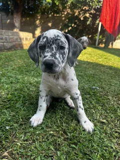 Purebred Dalmatian Male Puppy | Available Immediately | Perfect Christmas Gift | Pedigree
