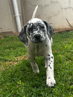 Purebred Dalmatian Male Puppy | Available Immediately | Perfect Christmas Gift | Pedigree