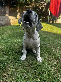 Purebred Dalmatian Male Puppy | Available Immediately | Perfect Christmas Gift | Pedigree