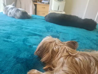 We Sit Pets Centurion