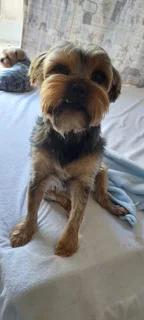 We Sit Pets Centurion