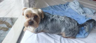 We Sit Pets Centurion