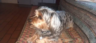 We Sit Pets Centurion