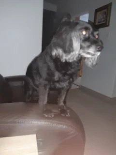 We Sit Pets Centurion