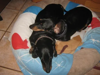 We Sit Pets Centurion