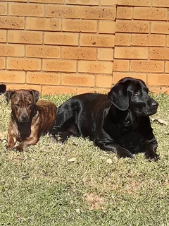 We Sit Pets Centurion