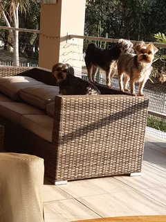 We Sit Pets Centurion