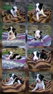 Border Collie pups