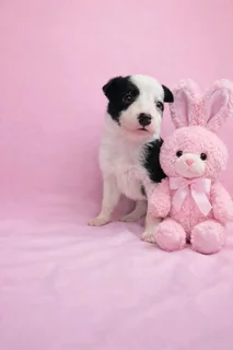 Border Collie pups