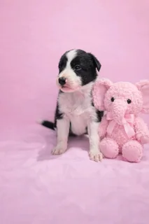 Border Collie pups