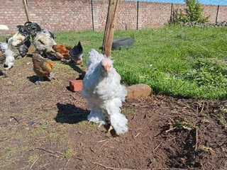 Point Of Lay Brahma Hens For Sale! 100% Pure Genetics. Isabella, Columbian, Partridge Available!