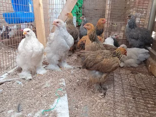 Point Of Lay Brahma Hens For Sale! 100% Pure Genetics. Isabella, Columbian, Partridge Available!