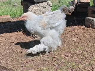 Point Of Lay Brahma Hens For Sale! 100% Pure Genetics. Isabella, Columbian, Partridge Available!