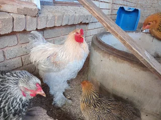 Point Of Lay Brahma Hens For Sale! 100% Pure Genetics. Isabella, Columbian, Partridge Available!