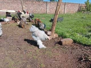 Point Of Lay Brahma Hens For Sale! 100% Pure Genetics. Isabella, Columbian, Partridge Available!