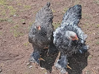 Partridge Brahma Chickens For Sale! From Day Old To Point Of Lay!