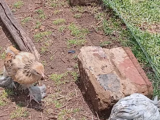 Partridge Brahma Chickens For Sale! From Day Old To Point Of Lay!