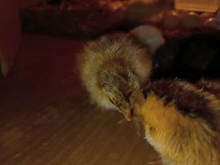 Partridge Brahma Chickens For Sale! From Day Old To Point Of Lay!