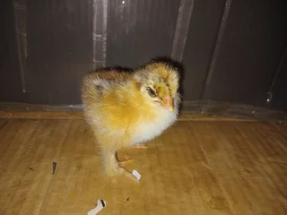 Partridge Brahma Chickens For Sale! From Day Old To Point Of Lay!