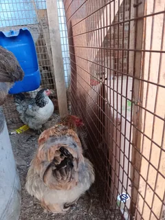 Partridge Brahma Chickens For Sale! From Day Old To Point Of Lay!