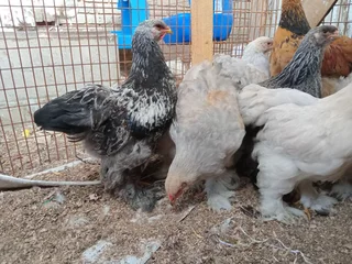 Partridge Brahma Chickens For Sale! From Day Old To Point Of Lay!