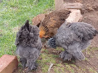 Partridge Brahma Chickens For Sale! From Day Old To Point Of Lay!