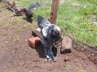 Partridge Brahma Chickens For Sale! From Day Old To Point Of Lay!