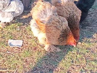 Brahma Breeding Pairs Available