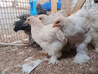 Brahma Breeding Pairs Available