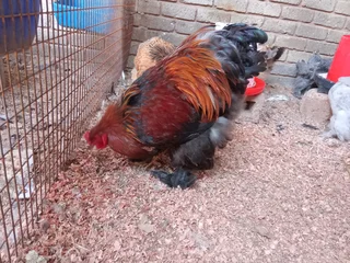Brahma Breeding Pairs Available