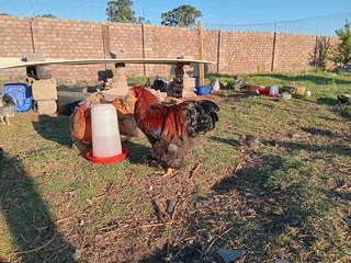 Brahma Breeding Pairs Available