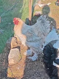 Isabella Brahma Rooster For Sale! Top Genetics, 100% Pure Breed!