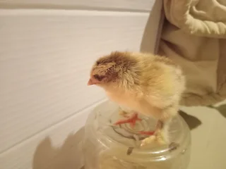 Partridge Brahma Chicks For Sale! 100% Pure Breed in Ra