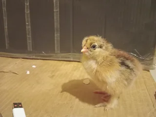 Partridge Brahma Chicks For Sale! 100% Pure Breed in Ra