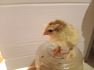 Partridge Brahma Chicks For Sale! 100% Pure Breed in Ra