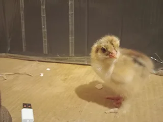 Partridge Brahma Chicks For Sale! 100% Pure Breed in Ra