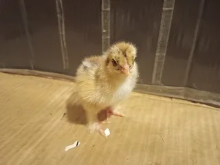 Partridge Brahma Chicks For Sale! 100% Pure Breed in Ra