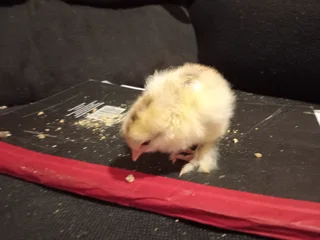 Fresh From The Incubator, Isabella And Light Columbian Chicks Shine! Only 20 available.