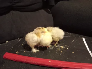 Fresh From The Incubator, Isabella And Light Columbian Chicks Shine! Only 20 available.