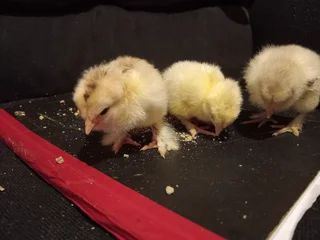 Fresh From The Incubator, Isabella And Light Columbian Chicks Shine! Only 20 available.