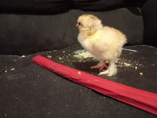 Fresh From The Incubator, Isabella And Light Columbian Chicks Shine! Only 20 available.