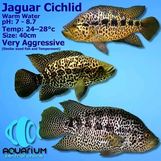 Jaguar cichlid