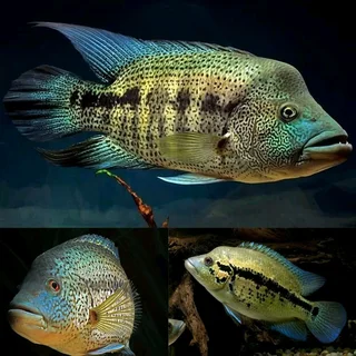 Dovii cichlid