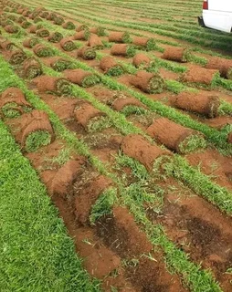 Fit and supply kikuyu grass with top soil? Compost