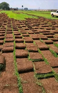 Fit and supply kikuyu grass with top soil? Compost